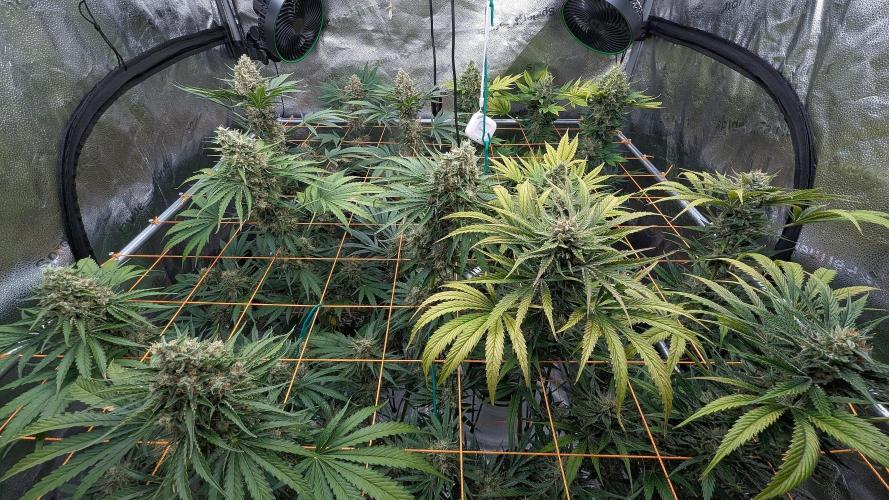 Growing Stardawg and Strawberry Cough. Week 11