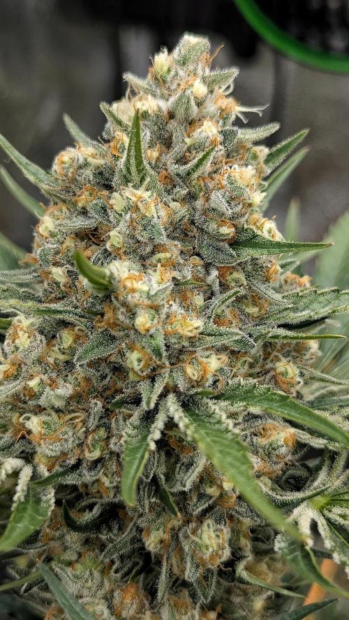 Growing Stardawg and Strawberry Cough. Week 11 - SD1