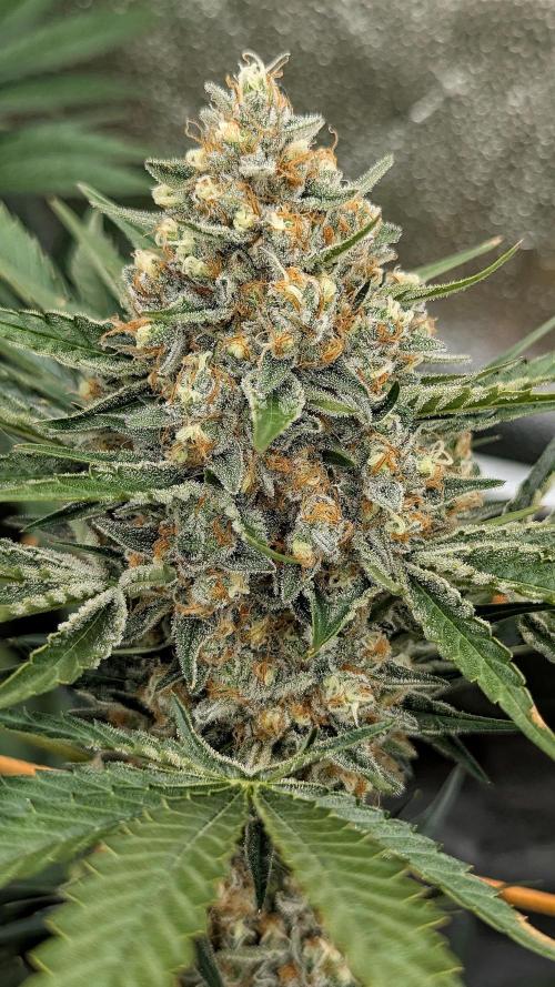 Growing Stardawg and Strawberry Cough. Week 11 - SD2