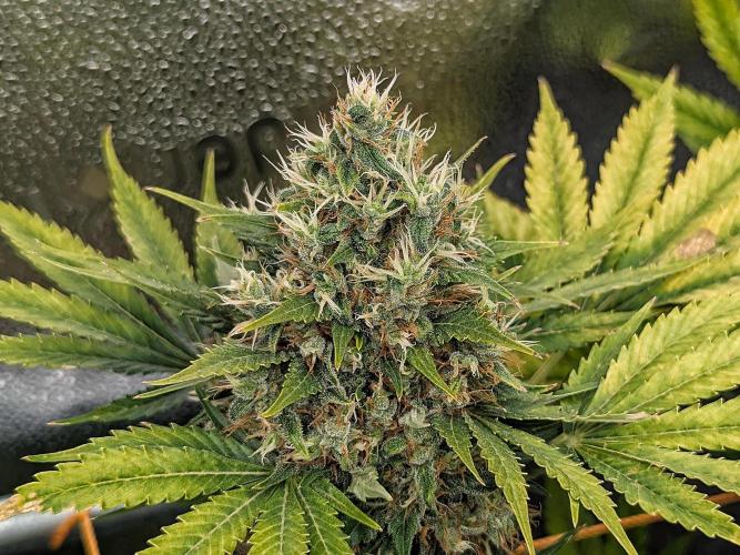 Growing Stardawg and Strawberry Cough. Week 11 - SC1