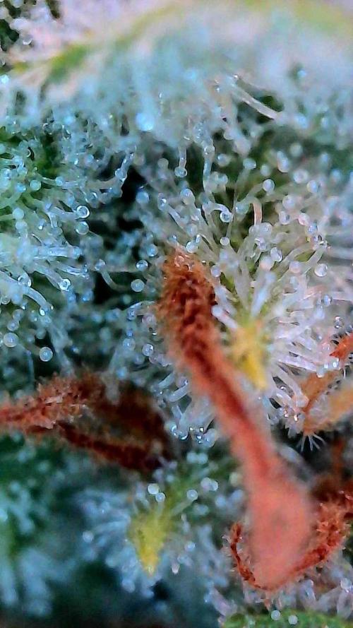 Growing Stardawg and Strawberry Cough. Week 11 - SD1