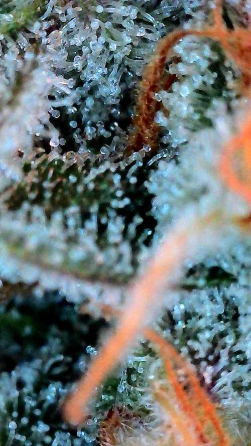 Growing Stardawg and Strawberry Cough. Week 11 - SD2