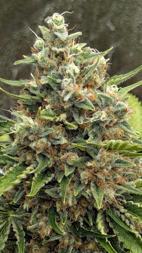 Growing Stardawg and Strawberry Cough. Week 12 - Stardawg #1