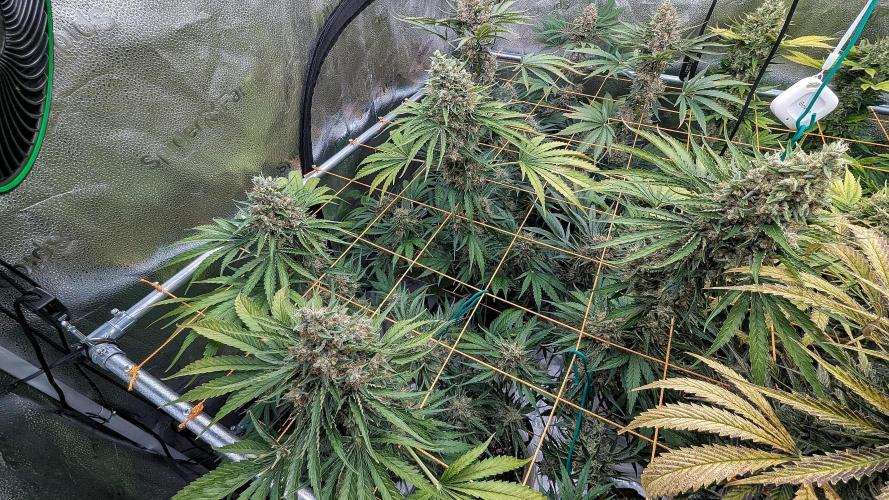 Growing Stardawg and Strawberry Cough. Week 12 - Stardawg #1