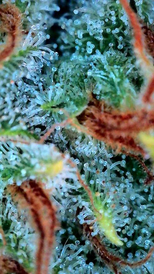 Growing Stardawg and Strawberry Cough. Week 12 - Stardawg #1 Top