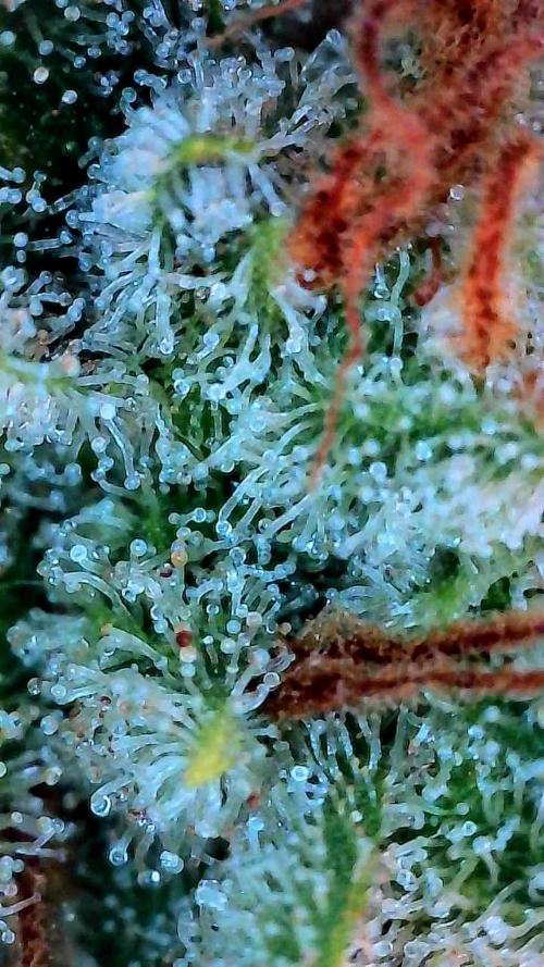Growing Stardawg and Strawberry Cough. Week 12 - Stardawg #1 Middle 
