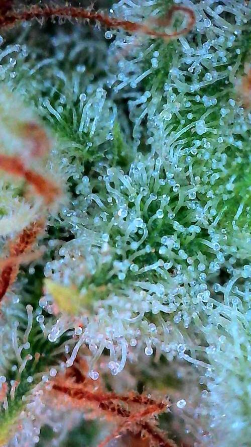 Growing Stardawg and Strawberry Cough. Week 12 - Stardawg #1 Bottom