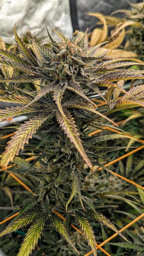 Growing Stardawg and Strawberry Cough. Week 12 - Strawberry Cough #2 