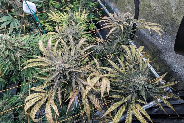 Growing Stardawg and Strawberry Cough. Week 12 - Strawberry Cough #2