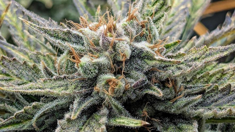 Growing Stardawg and Strawberry Cough. Week 12 - Strawberry Cough #2
