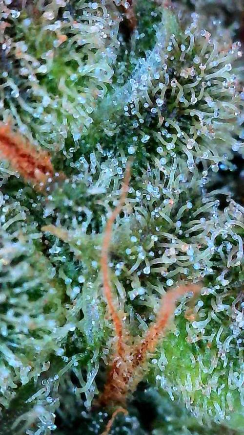 Growing Stardawg and Strawberry Cough. Week 12 - Strawberry Cough #2 Top