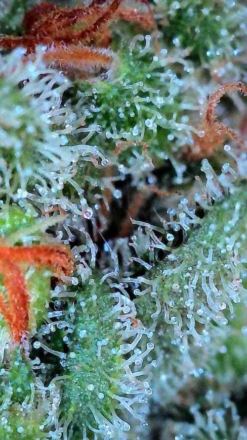 Growing Stardawg and Strawberry Cough. Week 12 - Strawberry Cough #2 Middle