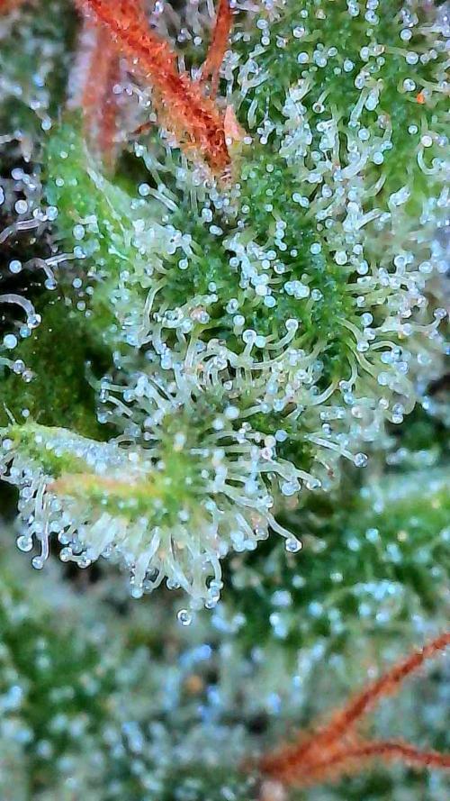 Growing Stardawg and Strawberry Cough. Week 12 - Strawberry Cough #2 Bottom