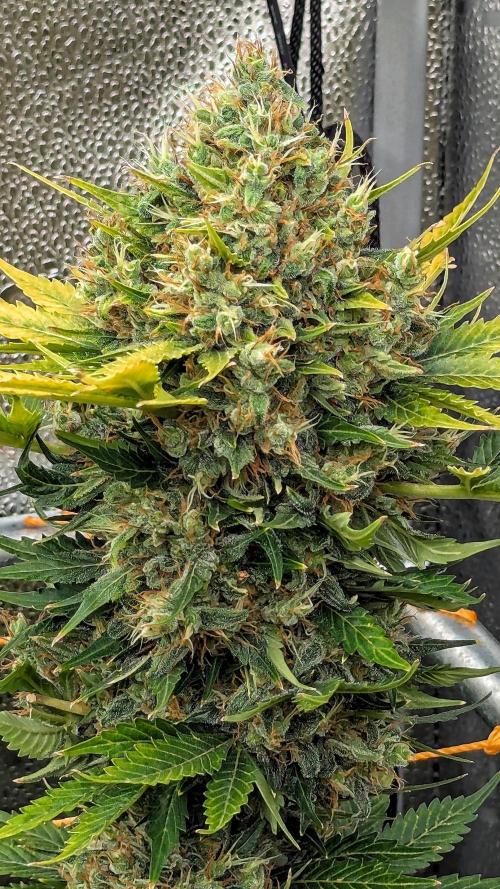 Growing Stardawg and Strawberry Cough. Week 12 - Strawberry Cough #1
