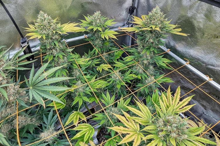 Growing Stardawg and Strawberry Cough. Week 12 - Strawberry Cough #1