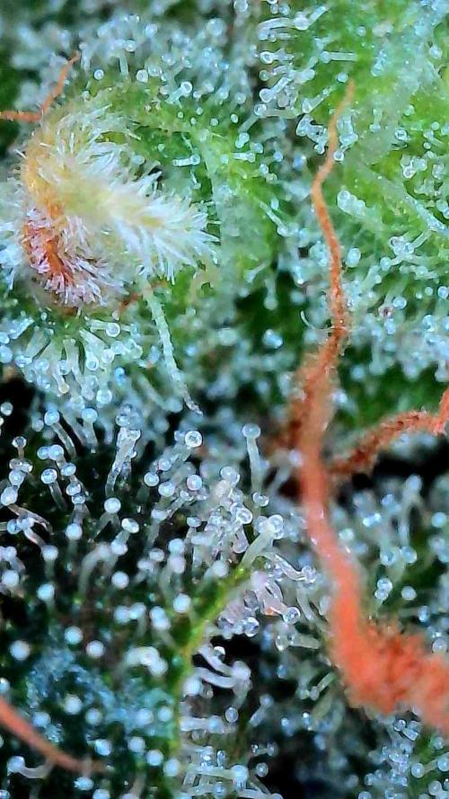 Growing Stardawg and Strawberry Cough. Week 12 - Strawberry Cough #1 Top 