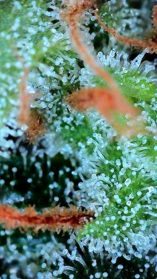 Growing Stardawg and Strawberry Cough. Week 12 - Strawberry Cough #1 Middle