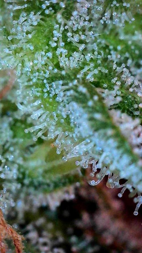 Growing Stardawg and Strawberry Cough. Week 12 - Strawberry Cough #1 Bottom