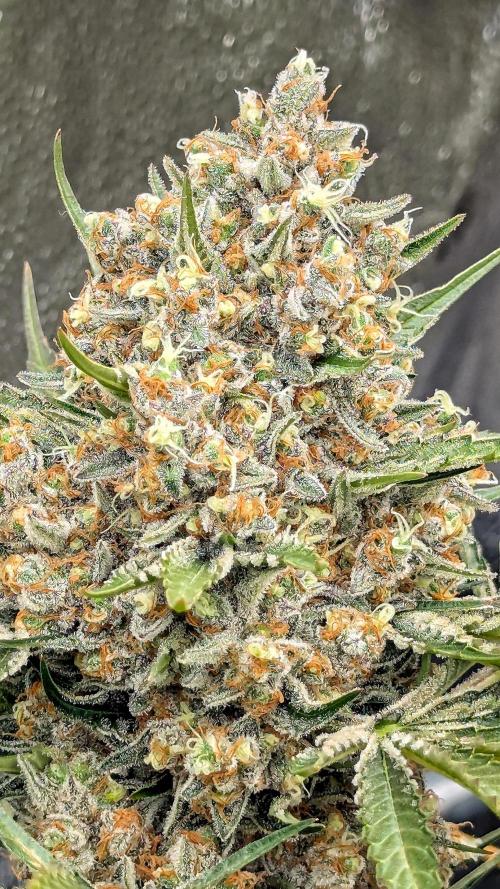 Growing Stardawg and Strawberry Cough. Week 12 - Stardawg #2