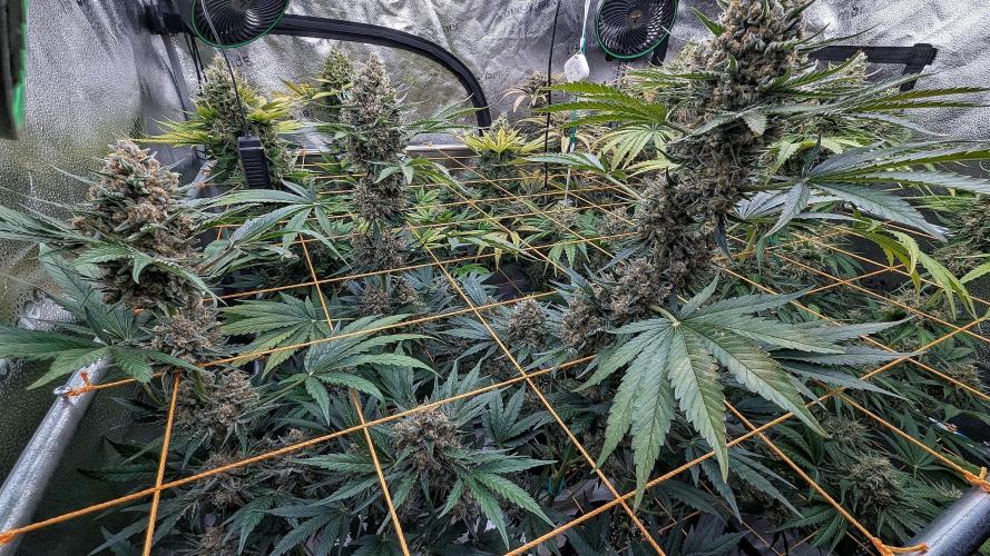 Growing Stardawg and Strawberry Cough. Week 12 - Stardawg #2