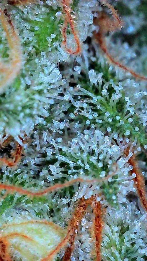 Growing Stardawg and Strawberry Cough. Week 12 - Stardawg #2 Top