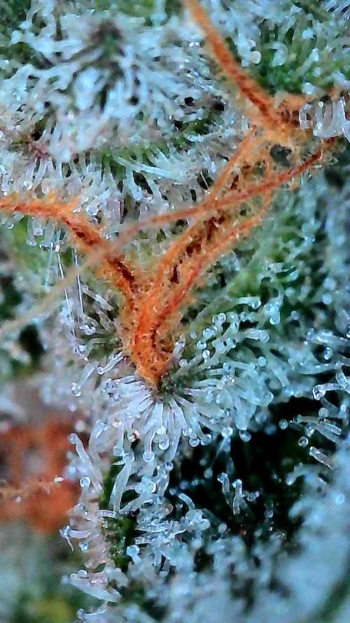 Growing Stardawg and Strawberry Cough. Week 12 - Stardawg#2 Middle 