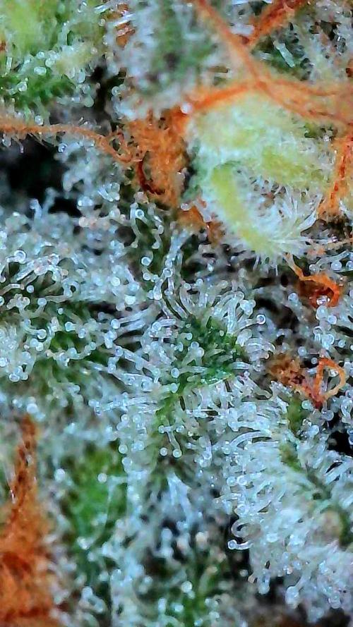 Growing Stardawg and Strawberry Cough. Week 12 - Stardawg #2 Bottom
