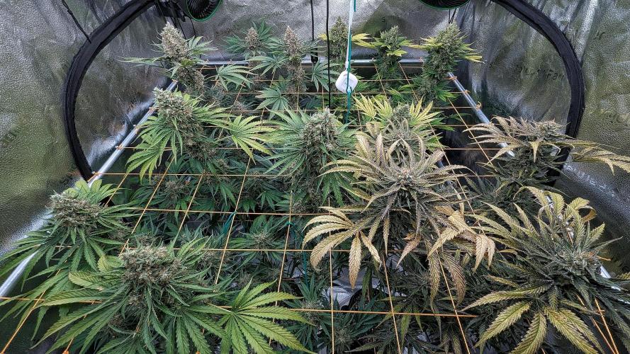 Growing Stardawg and Strawberry Cough. Week 12 - All
