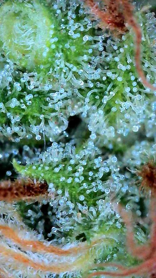 Growing Stardawg and Strawberry Cough. Week 13 - Top colas (SC1)