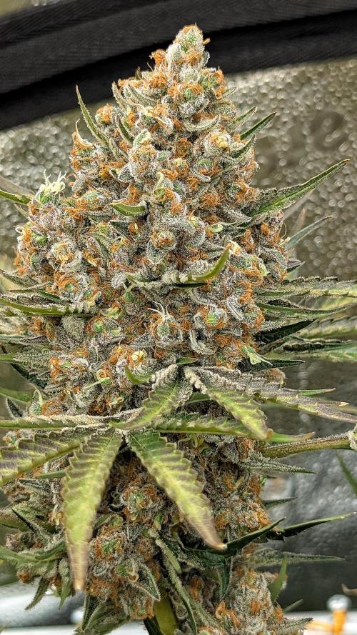 Growing Stardawg and Strawberry Cough. Week 13 - Stardawg #2