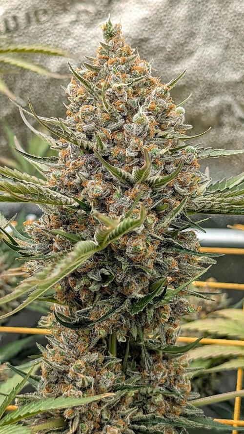 Growing Stardawg and Strawberry Cough. Week 13 - Stardawg #1