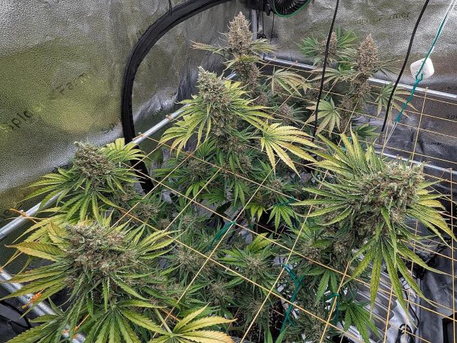 Growing Stardawg and Strawberry Cough. Week 13