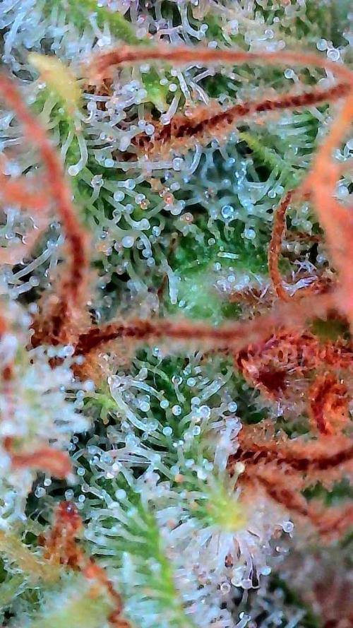 Growing Stardawg and Strawberry Cough. Week 14 - SD1 