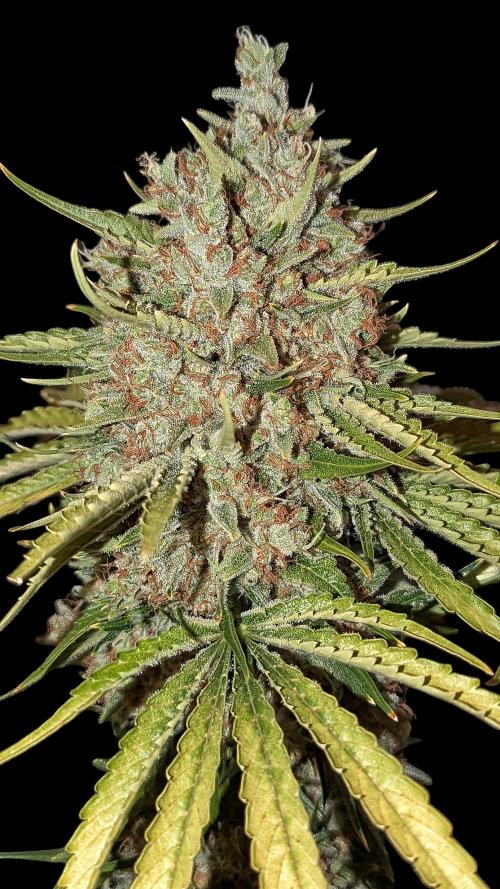 Growing Stardawg and Strawberry Cough. Week 14 - SD1
