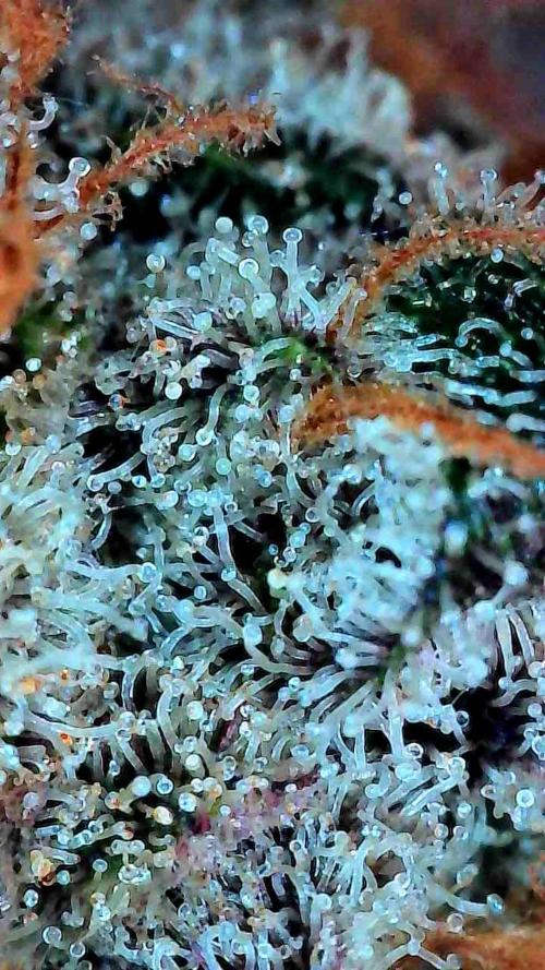Growing Stardawg and Strawberry Cough. Week 14 - SD2 