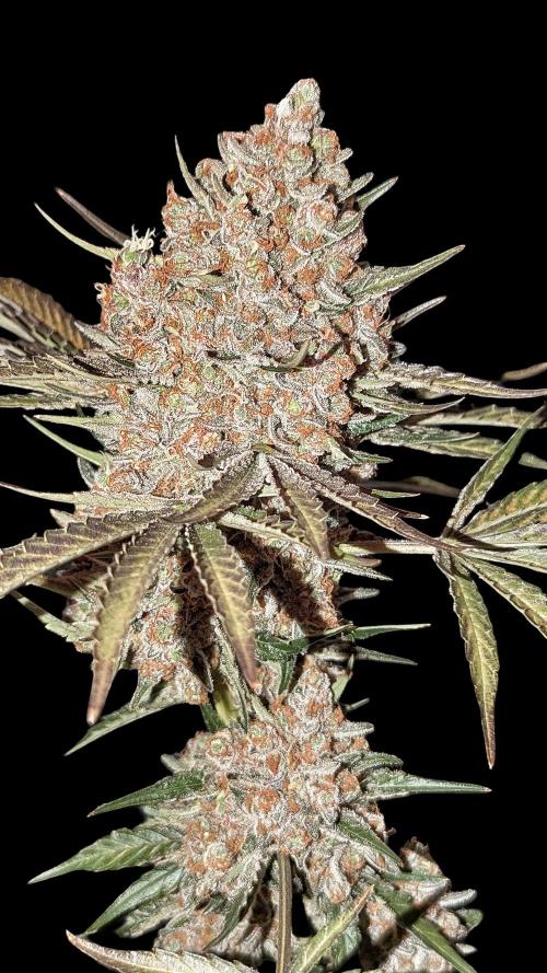 Growing Stardawg and Strawberry Cough. Week 14 - SD2 
