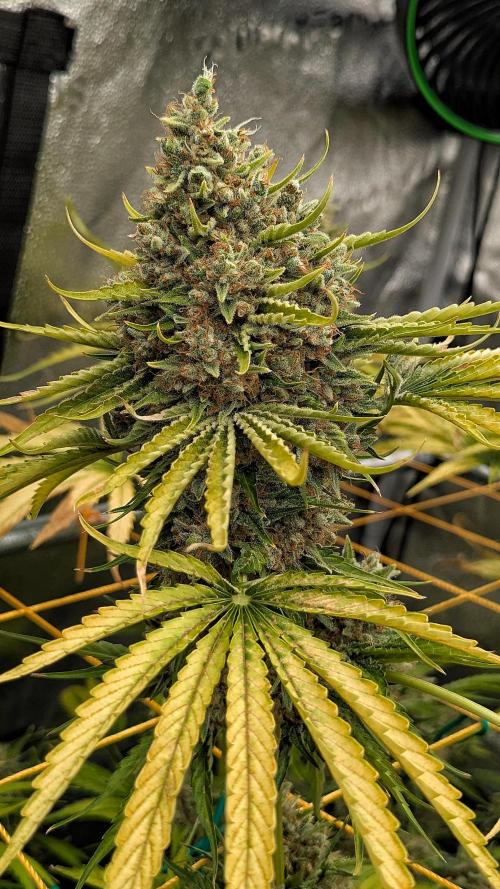 Growing Stardawg and Strawberry Cough. Week 15 - Stardawg #1