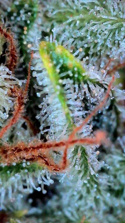 Growing Stardawg and Strawberry Cough. Week 15 - Stardawg #1