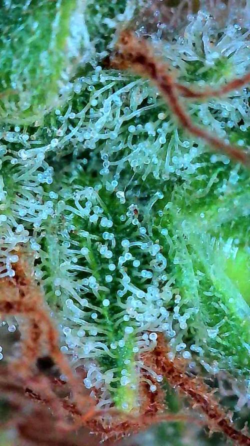 Growing Stardawg and Strawberry Cough. Week 15 - Stardawg #1