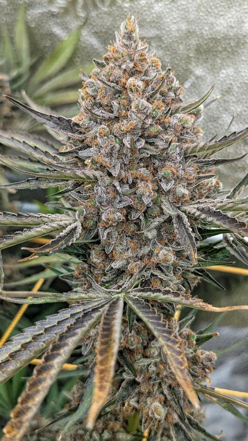 Growing Stardawg and Strawberry Cough. Week 15 - Stardawg #2