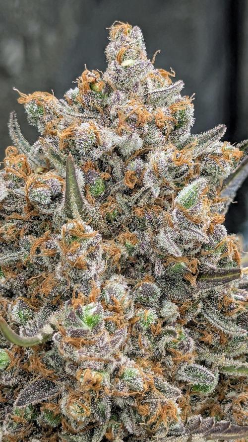 Growing Stardawg and Strawberry Cough. Week 15 - Stardawg #2