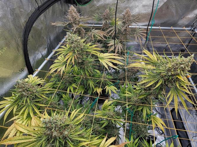 Growing Stardawg and Strawberry Cough. Week 15 - Stardawg Overhead