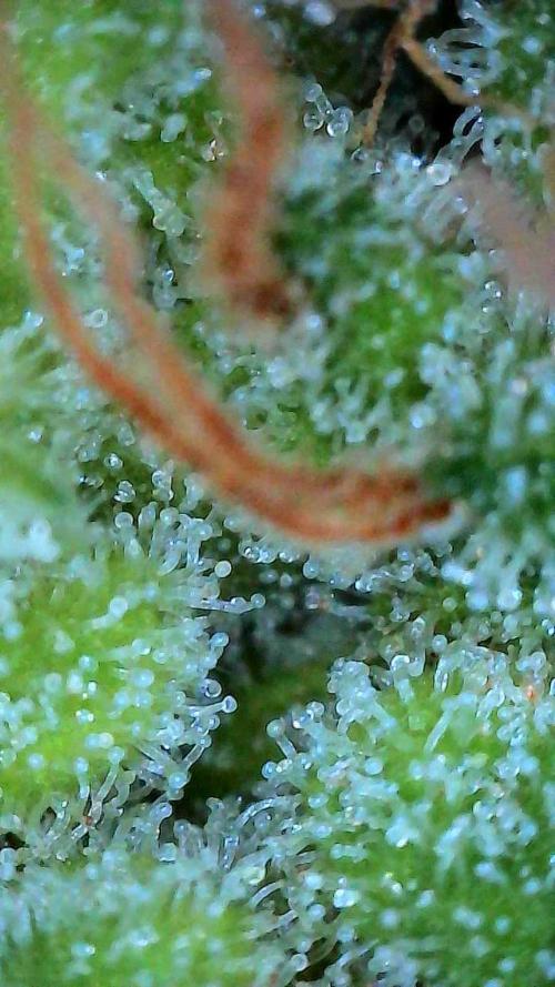 Growing Stardawg and Strawberry Cough. Week 13 - Strawberry Cough #1