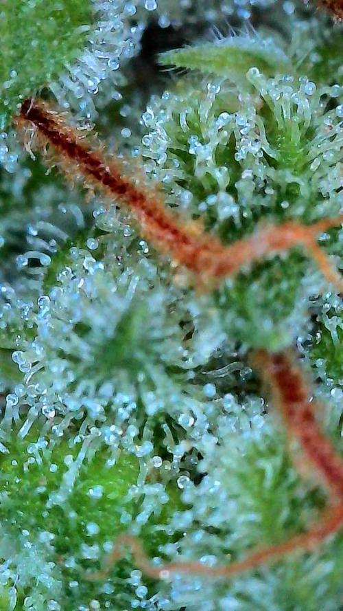 Growing Stardawg and Strawberry Cough. Week 13 - Strawberry Cough #1