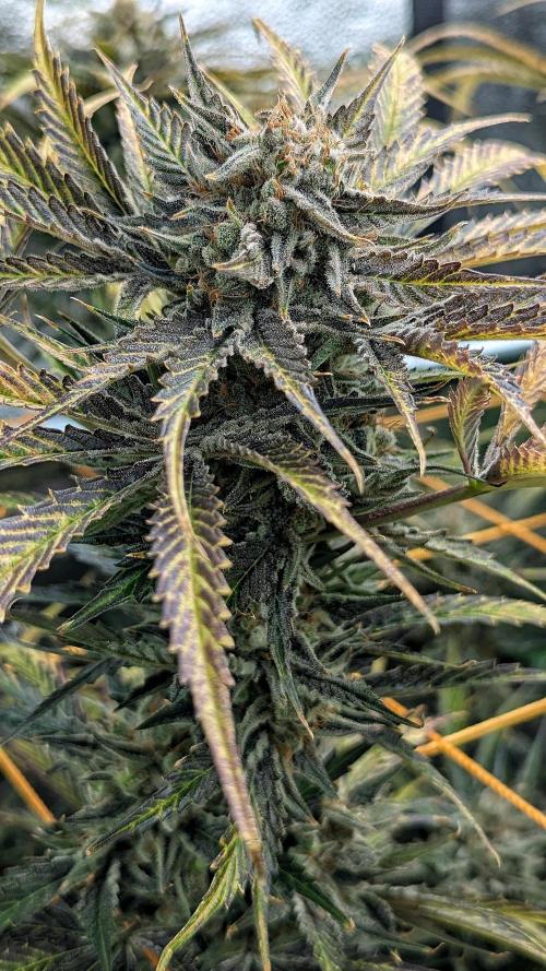 Growing Stardawg and Strawberry Cough. Week 13 - Strawberry Cough #2