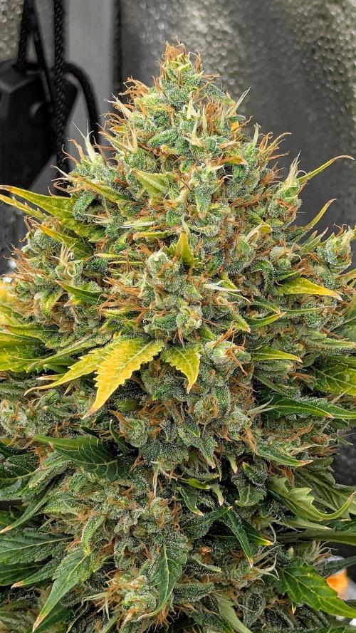 Growing Stardawg and Strawberry Cough. Week 13 - Strawberry Cough #1