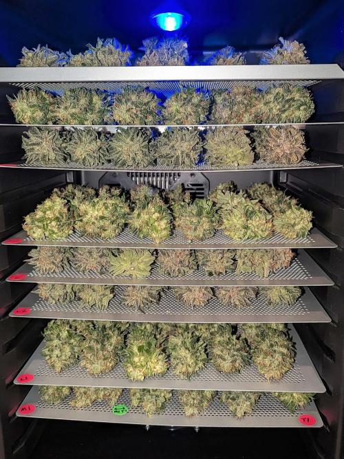 Growing Stardawg and Strawberry Cough. Week 13 - Strawberry Cough