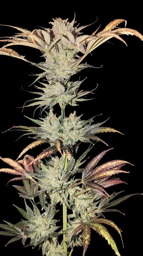 Growing Stardawg and Strawberry Cough. Week 13 - Strawberry Cough #2