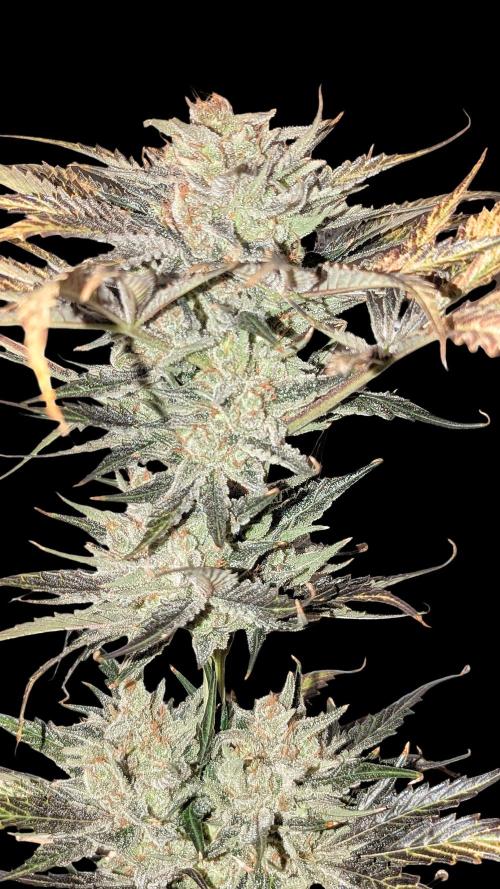Growing Stardawg and Strawberry Cough. Week 13 - Strawberry Cough #2