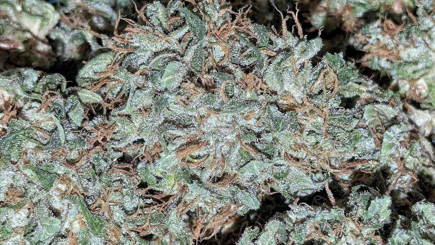 Growing Stardawg and Strawberry Cough. Week 13 - Strawberry Cough